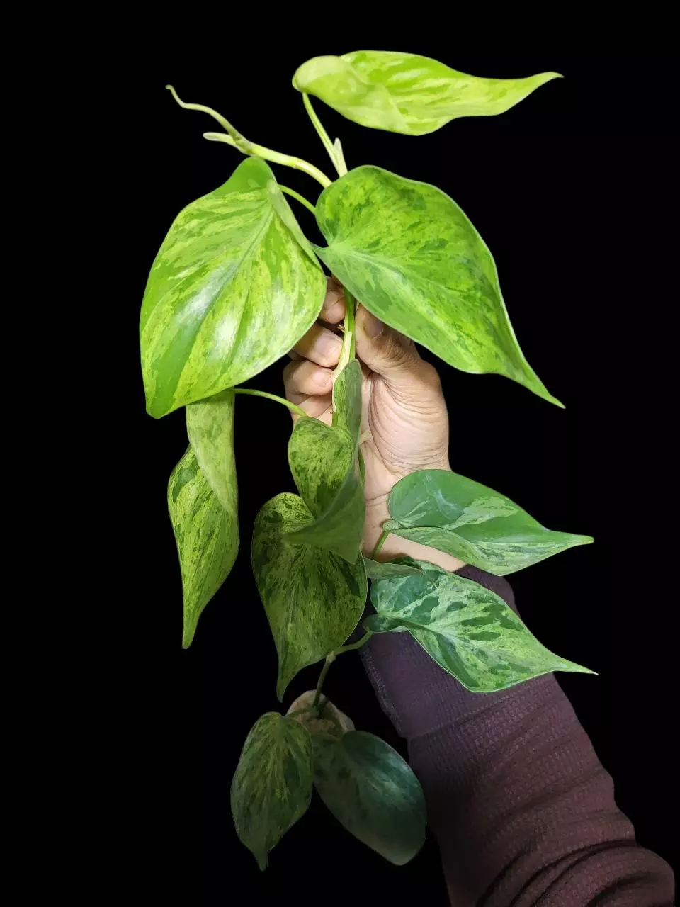 Philodendron hederaceum) heartleaf var thumbnail