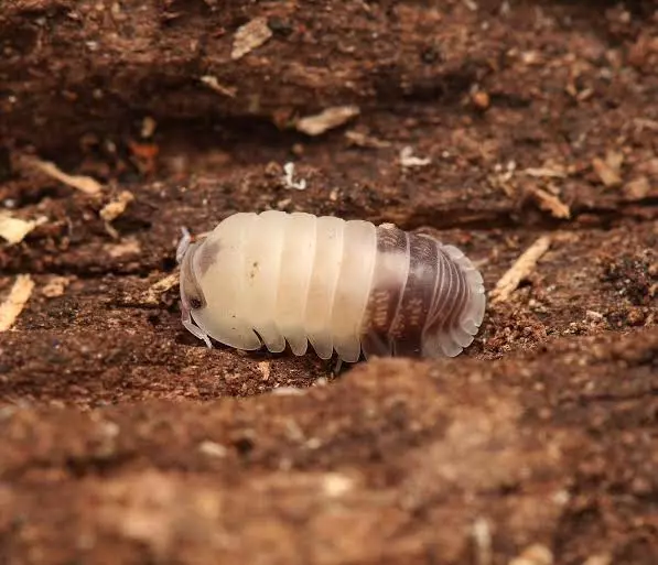 10ct Cubaris Sp.(Tapir) thumbnail
