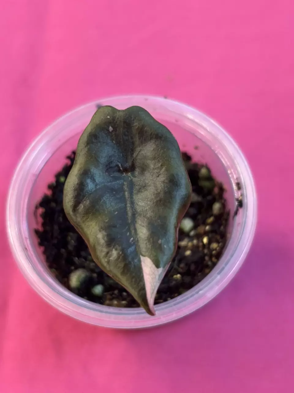 Alocasia Pink Chantrieri thumbnail