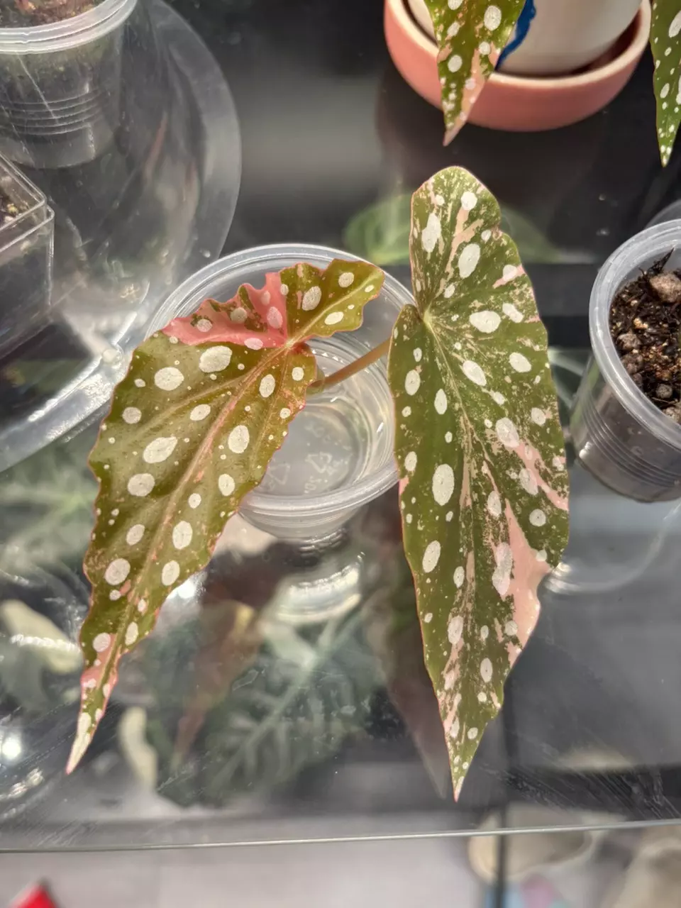 Begonia Maculata pink variegated thumbnail