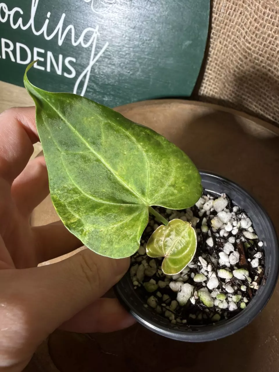 A. Variegated Clarinervium thumbnail