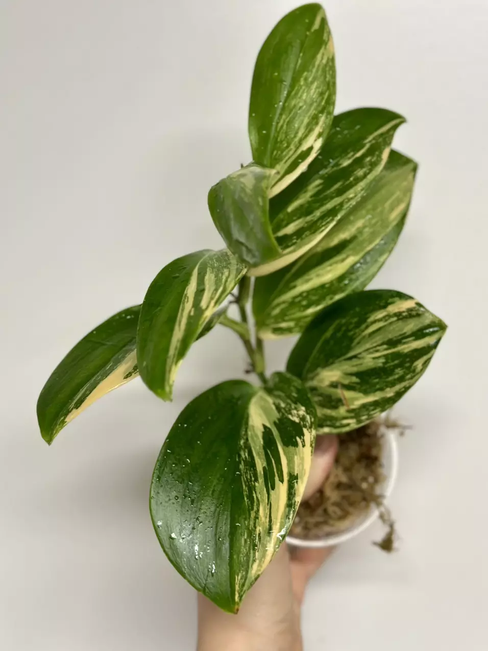 Scindapsus Treubii Moonlight thumbnail