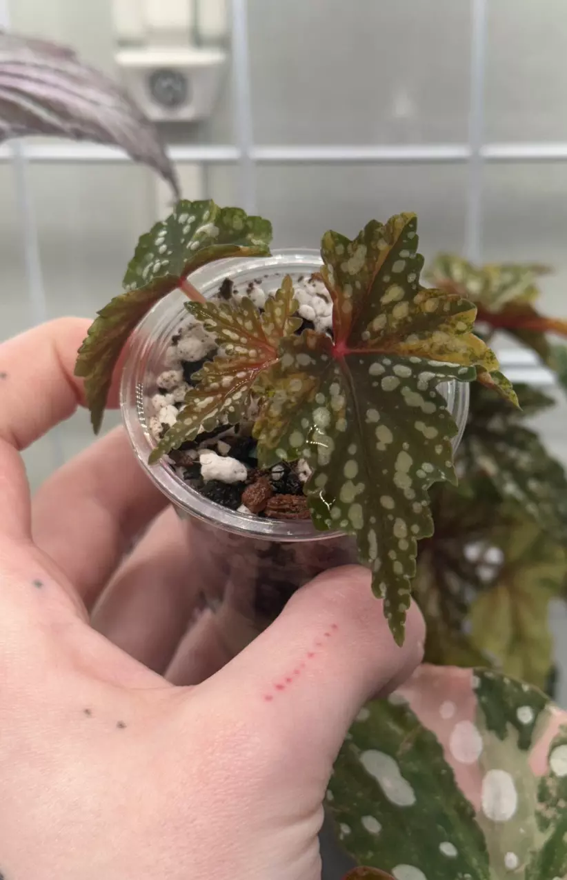 Begonia Izumo No Kiraboshi thumbnail
