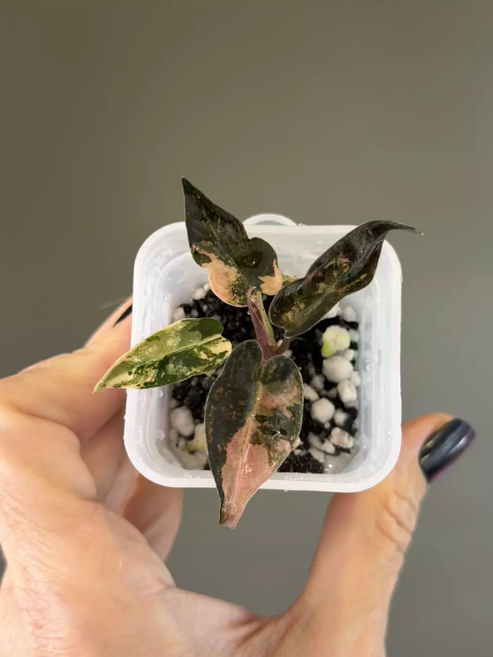 880 Alocasia Bambino Aurea (peachy tones) thumbnail