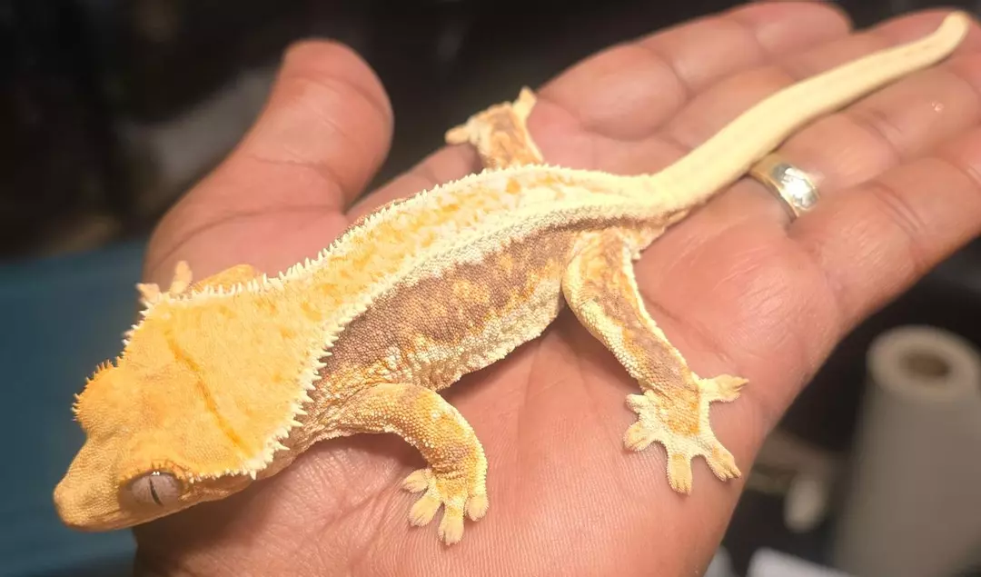 Aman Ra- Tri-color LW - Het EB - 32g Female thumbnail