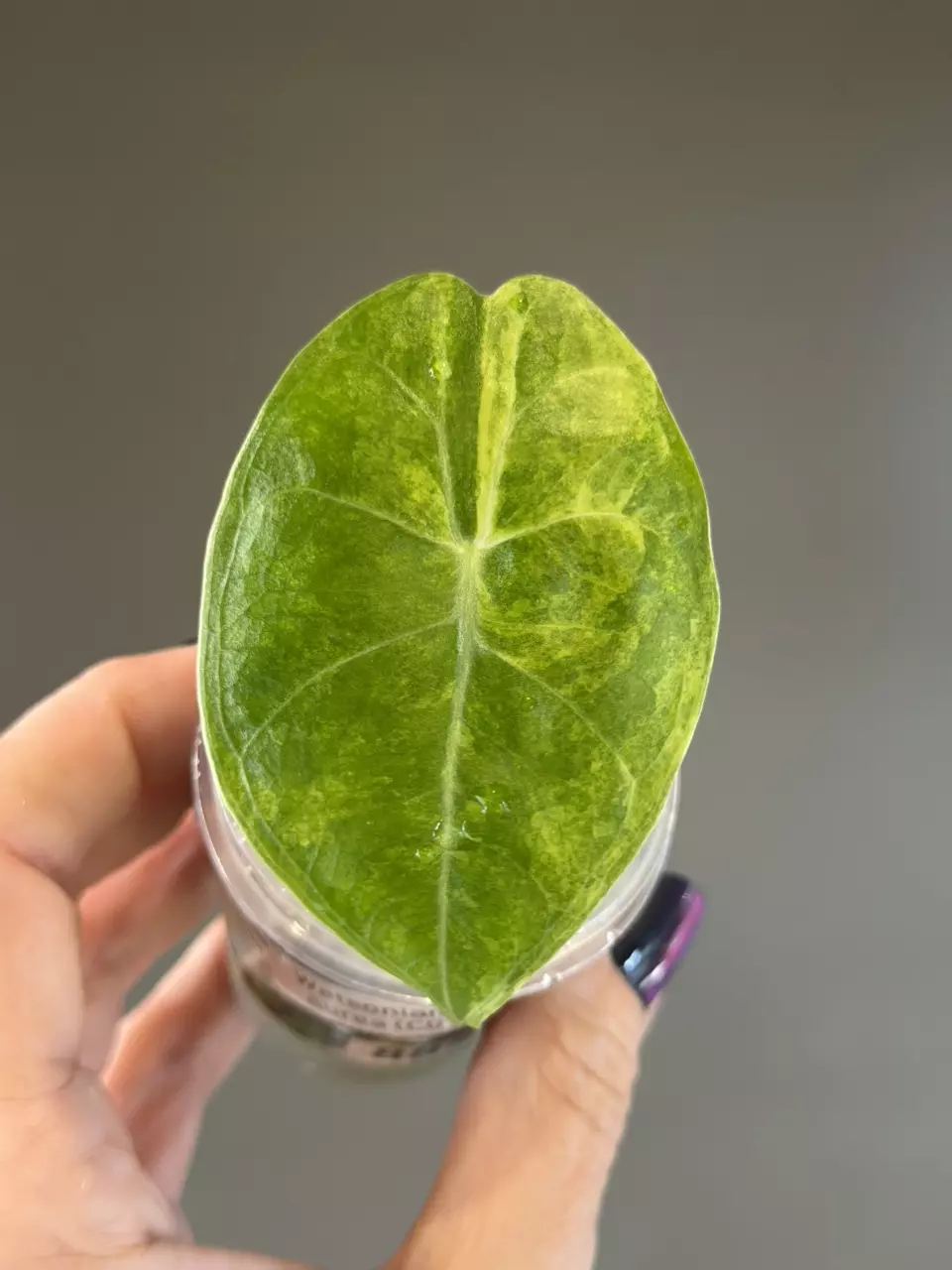 885 Alocasia Watsoniana Aurea (corm grown) thumbnail