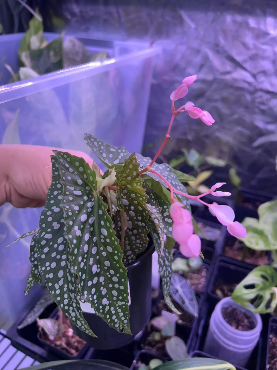 Begonia Angel Wing thumbnail