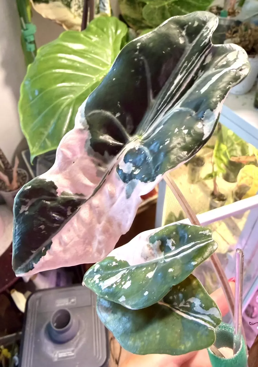 Pink Chantrieri Alocasia thumbnail
