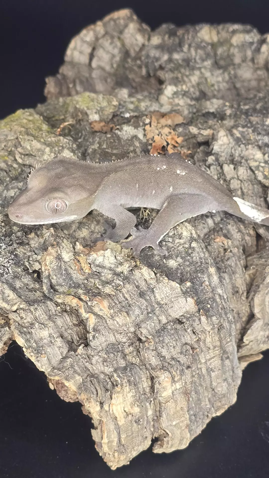 Phantom Axanthic - npv - 7g thumbnail