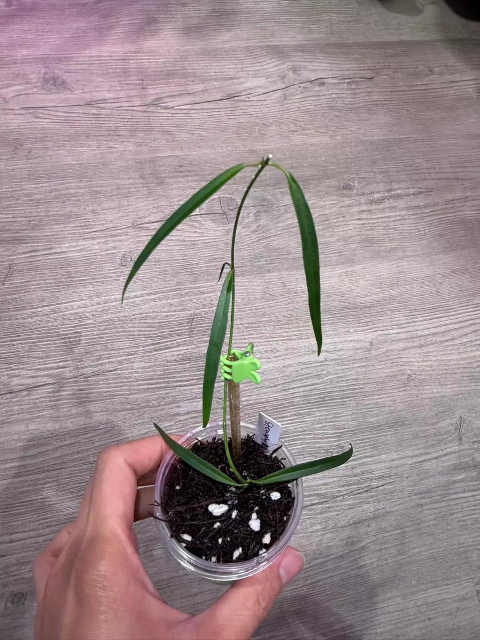 Hoya Stenophylla thumbnail