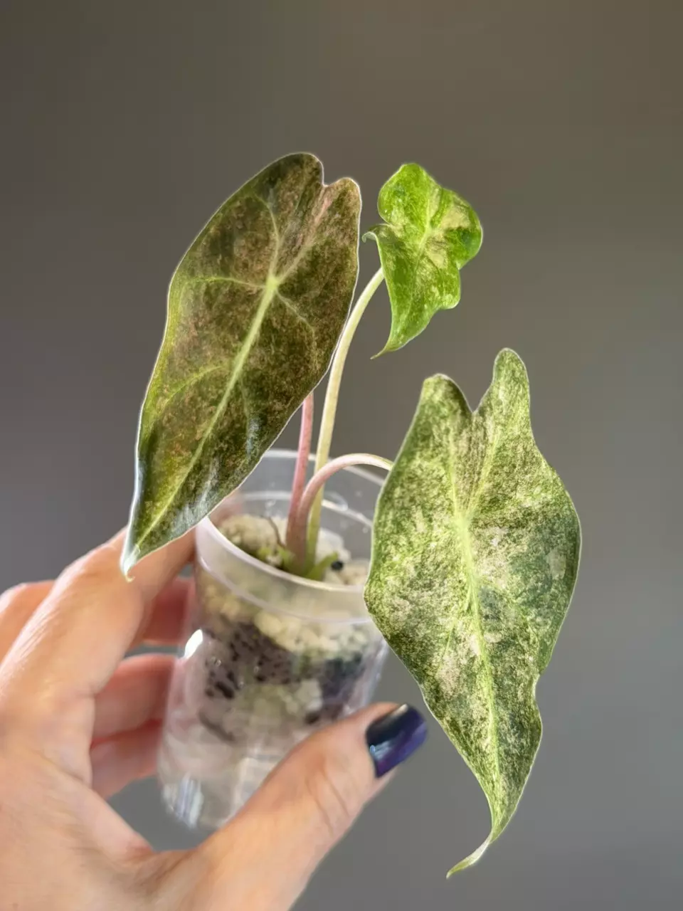 886 Alocasia Black Satun Stardust thumbnail