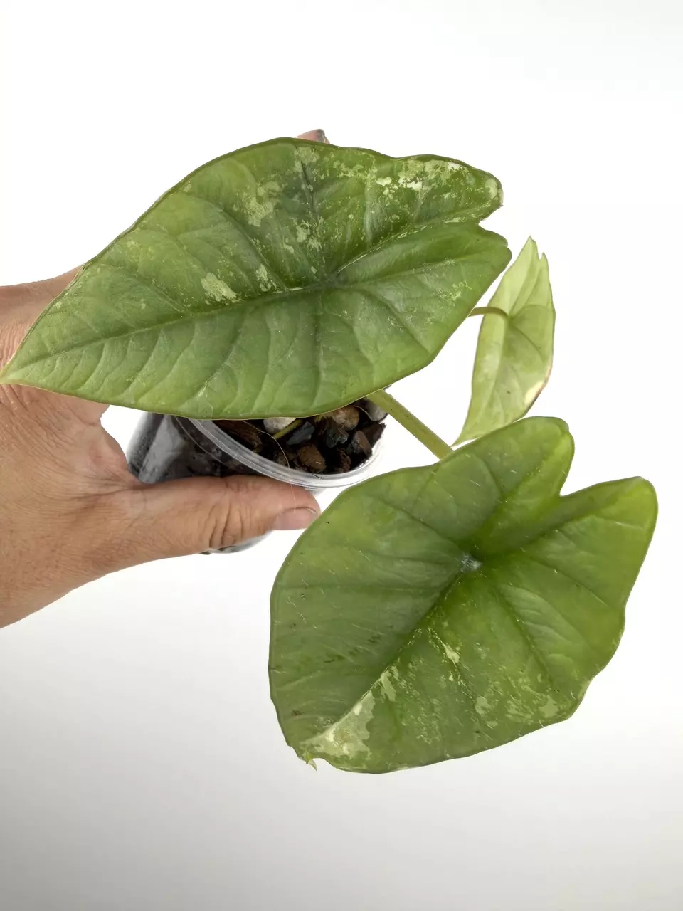 Alocasia Platinum Albo Variegated # 676 thumbnail