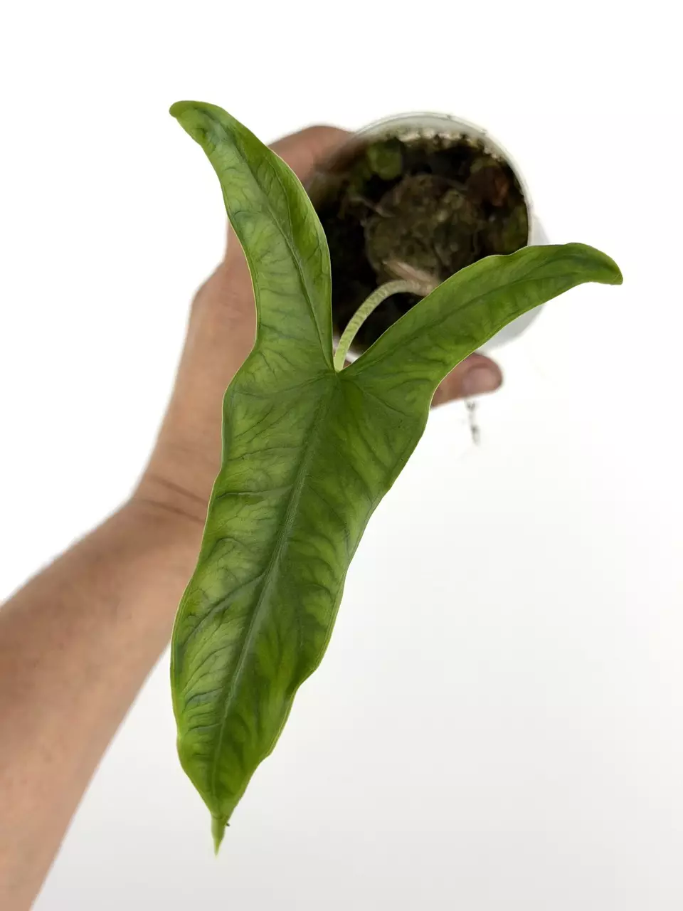 Hard To Find Rare Cultivar!  Alocasia Wongii # 678 thumbnail