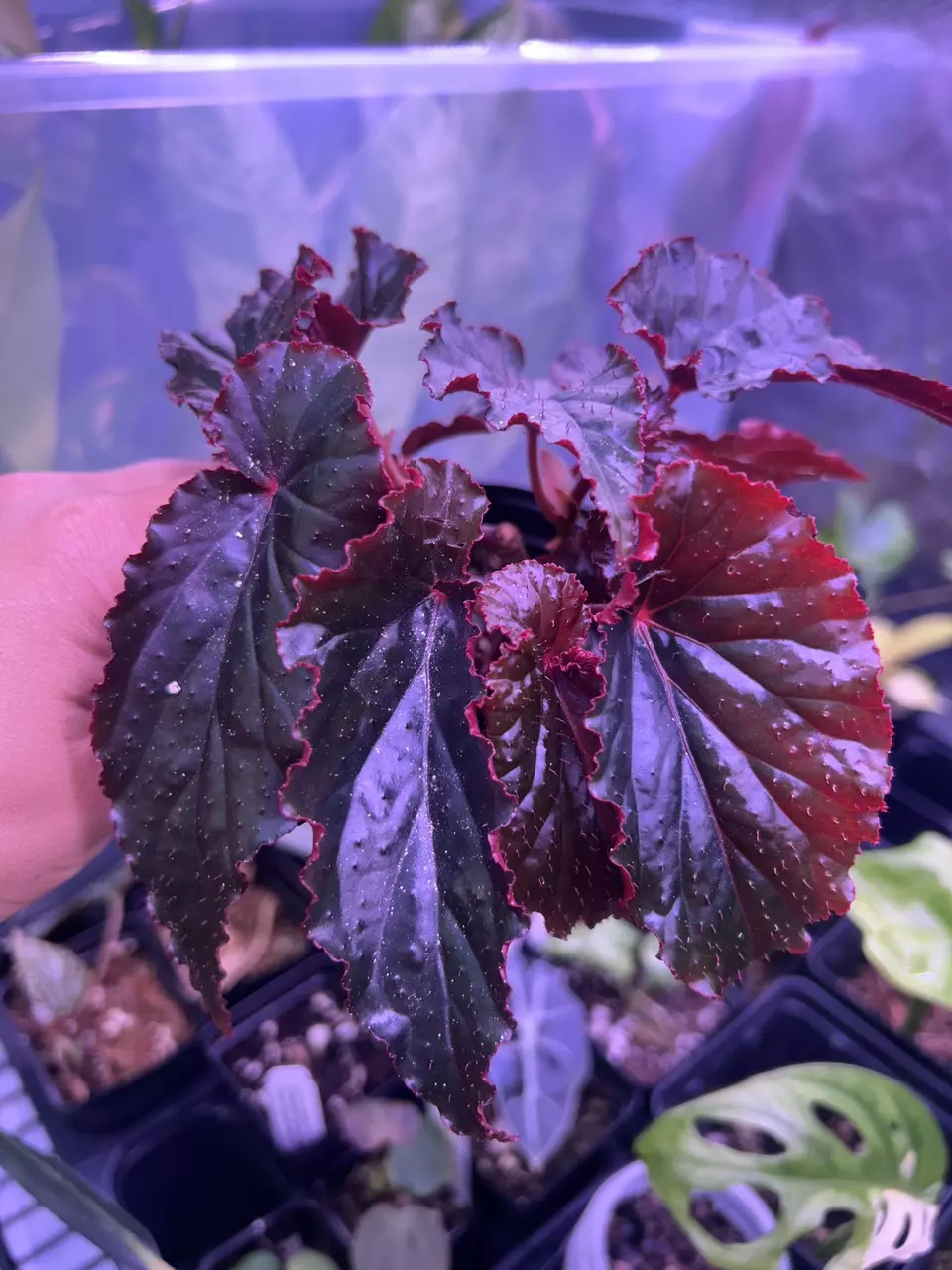 begonia Rex black magic thumbnail