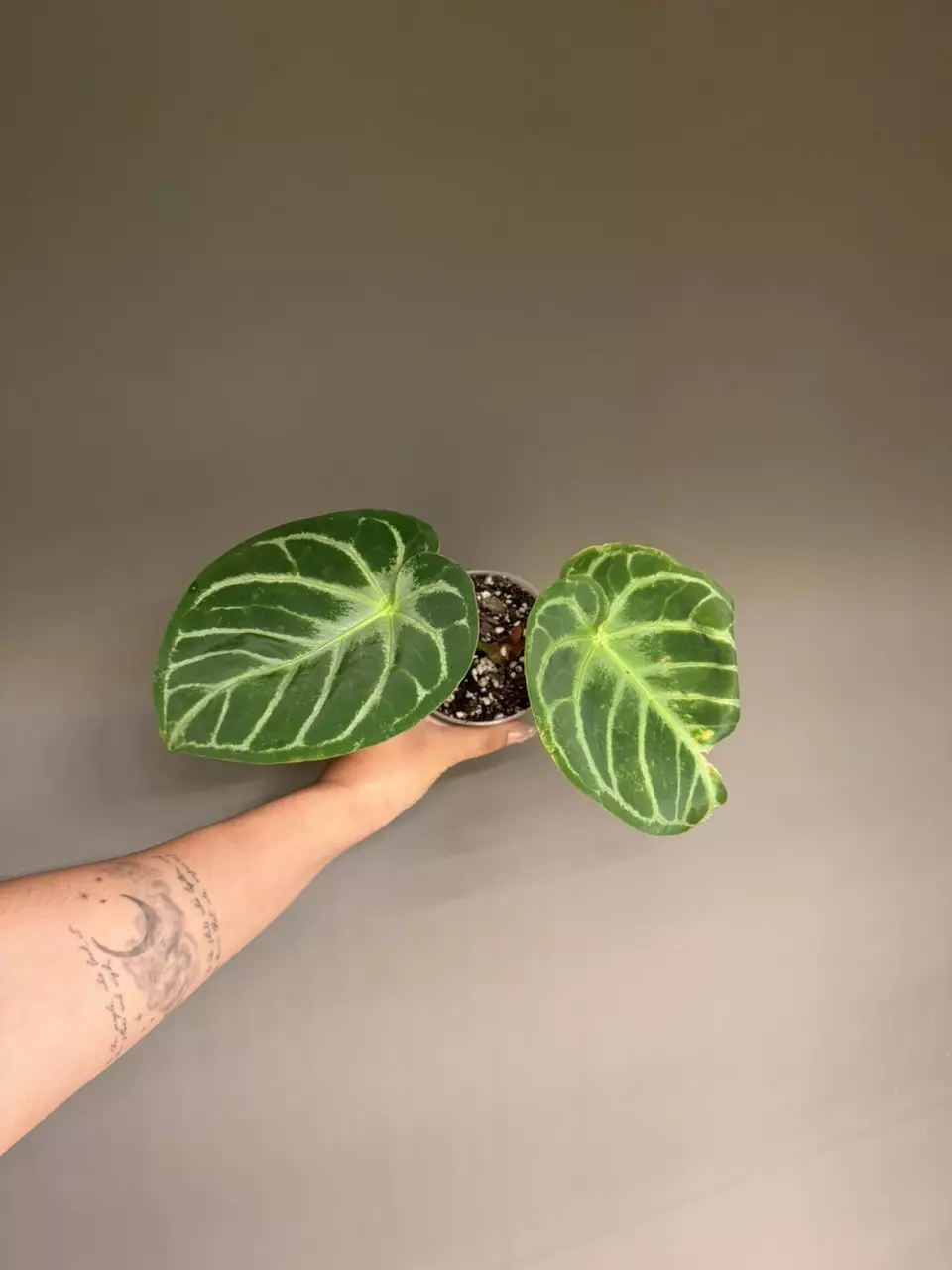 Anthurium NoID thumbnail