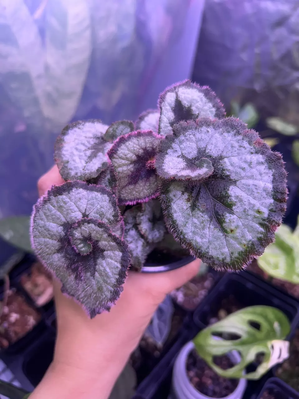 Begonia Escargot thumbnail