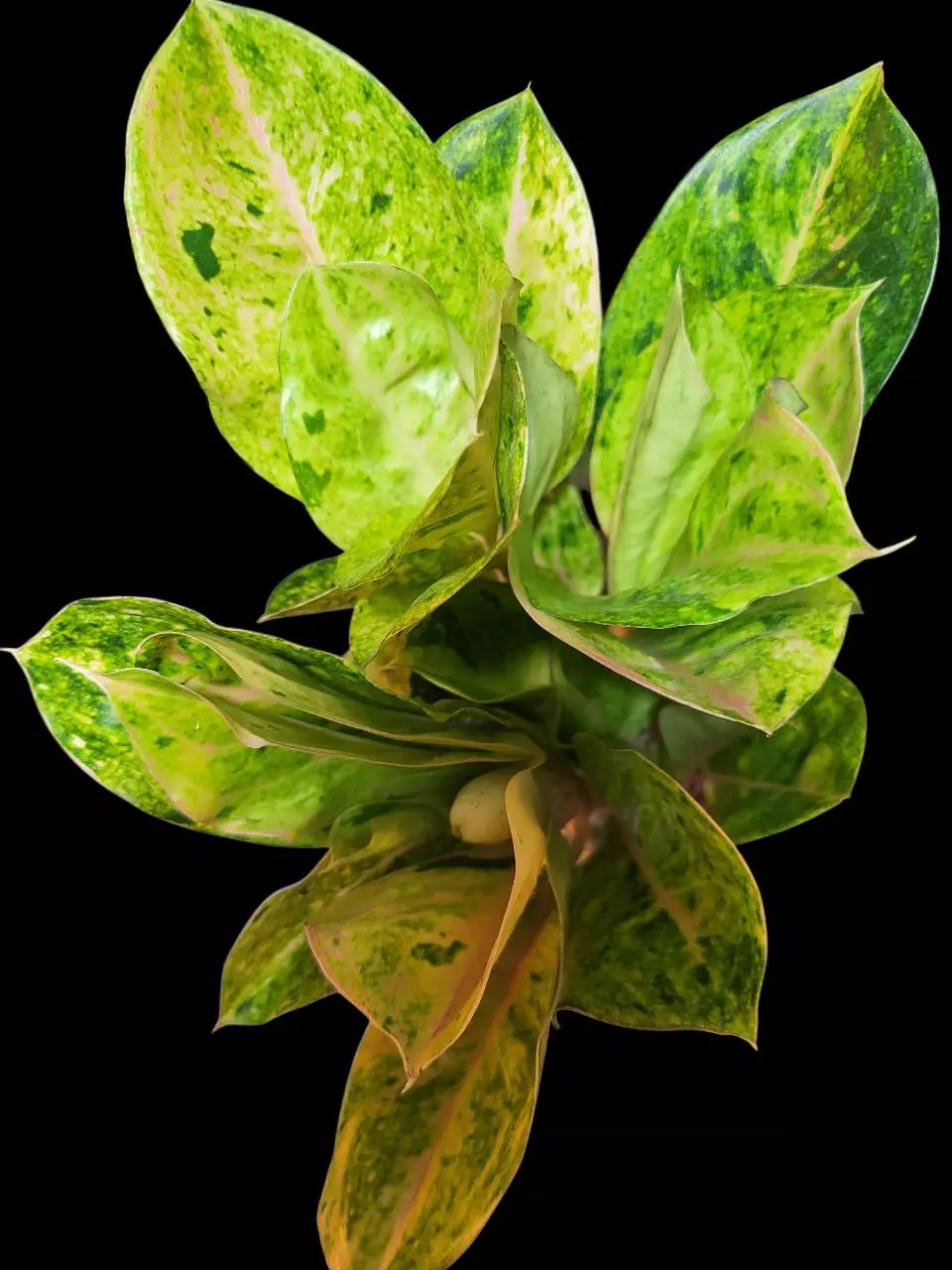 Aglaonema kham rai thong thumbnail