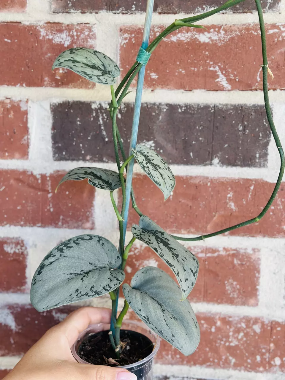 Scindapsus Silver Sierra thumbnail