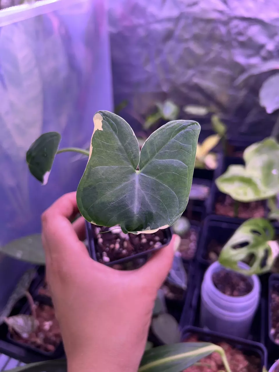 Alocasia Mickey Mouse thumbnail
