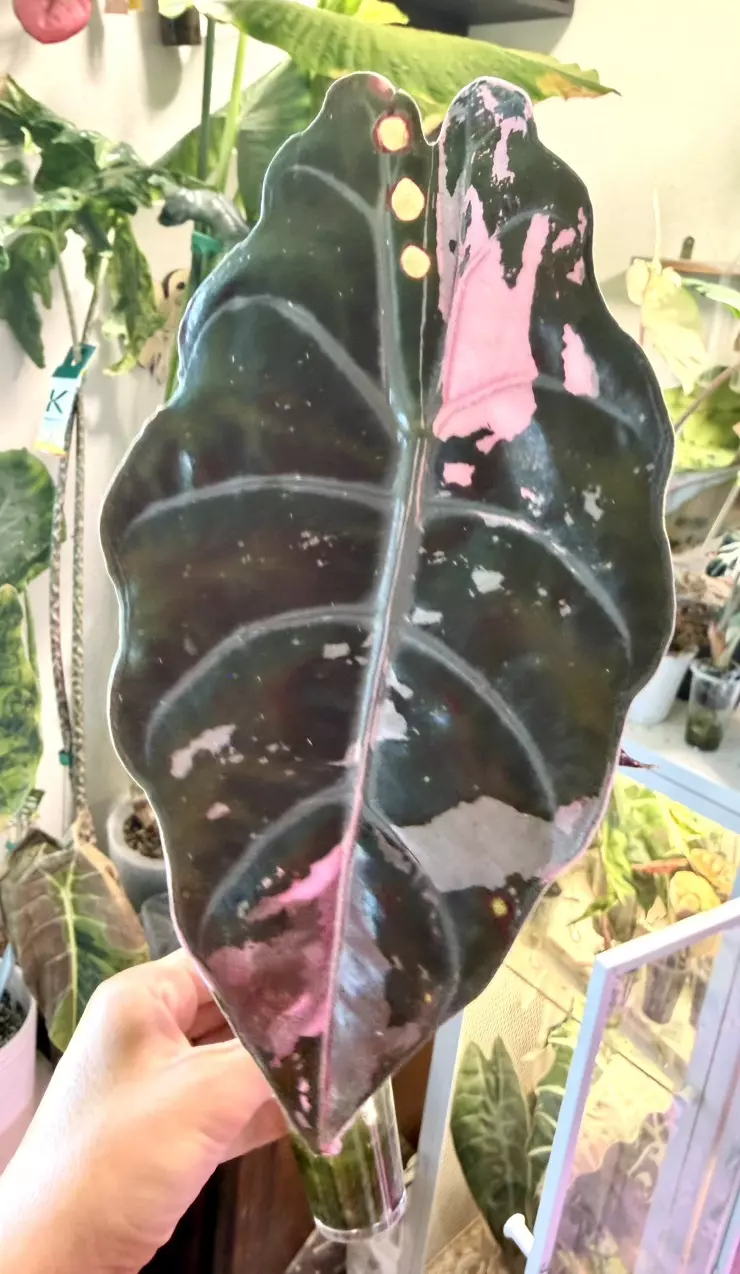 Pink Chantrieri Alocasia thumbnail