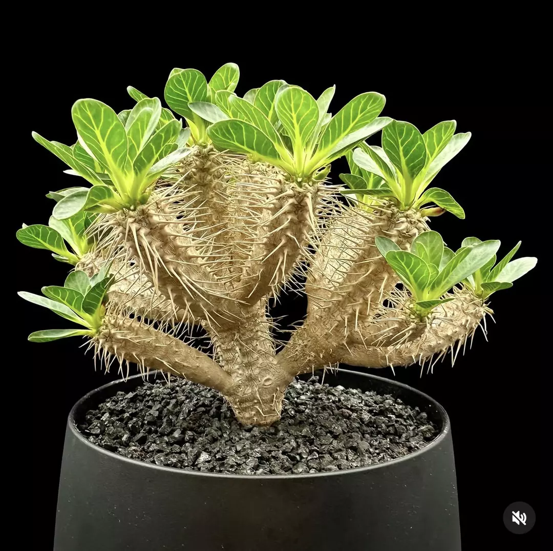 1033 - Euphorbia guillauminiana from seed thumbnail