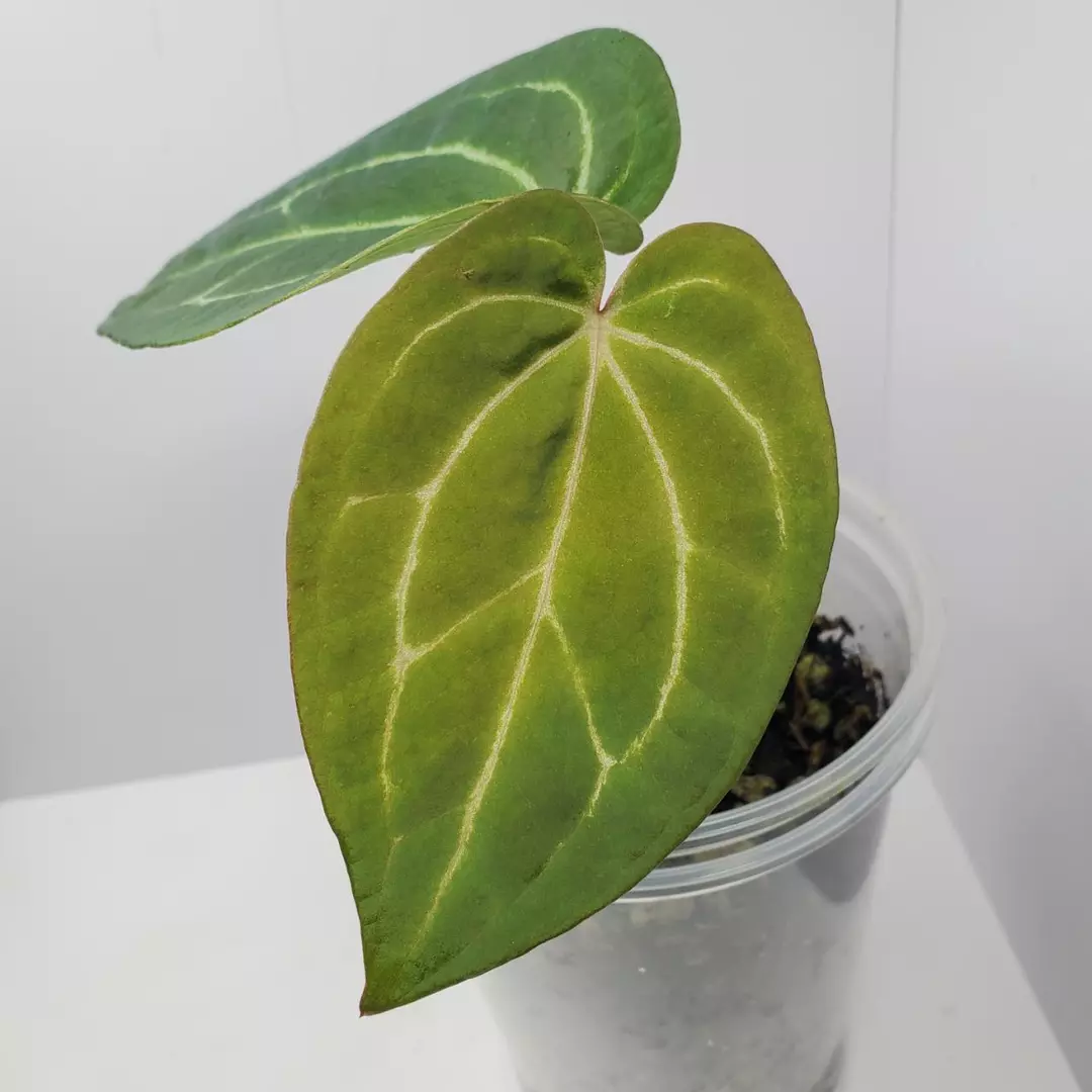 Anthurium Black Widow x Michelle Doc Block thumbnail