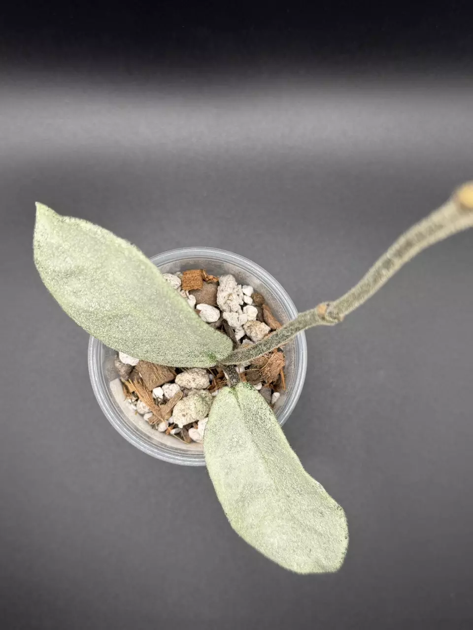 H. Carnosa ‘Nova Ghost’ thumbnail