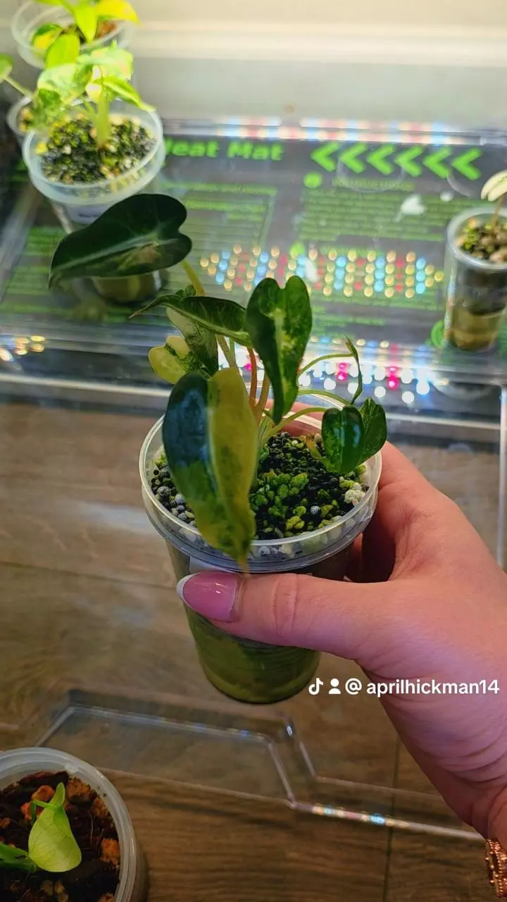 Bambino Aurea thumbnail