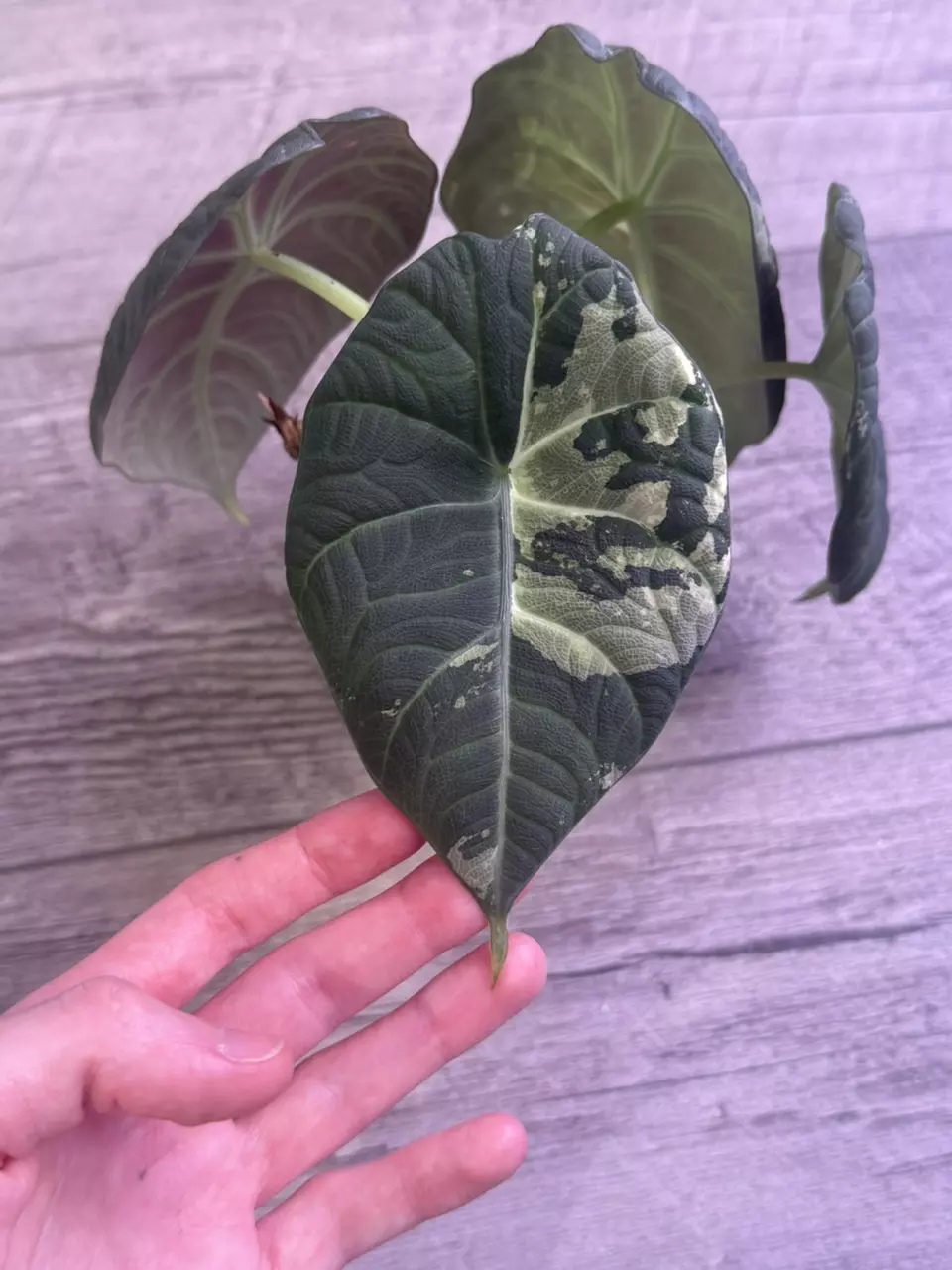 Alocasia Maharani Albo thumbnail