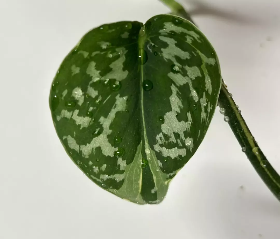 Scindapsus Mayari thumbnail
