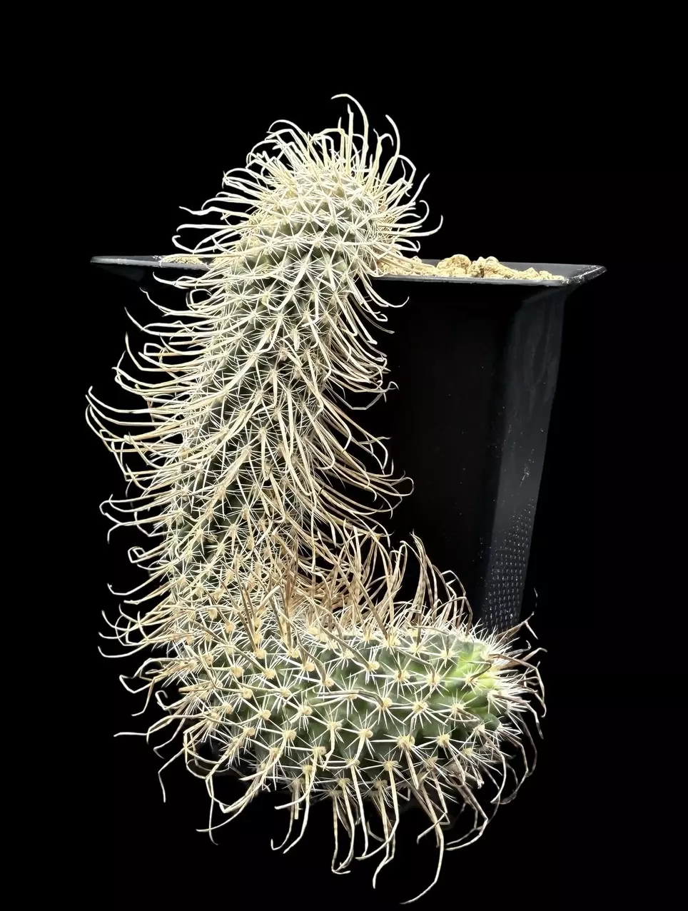 1990 - Sclerocactus papyracanthus [FH080] from seed, very old thumbnail