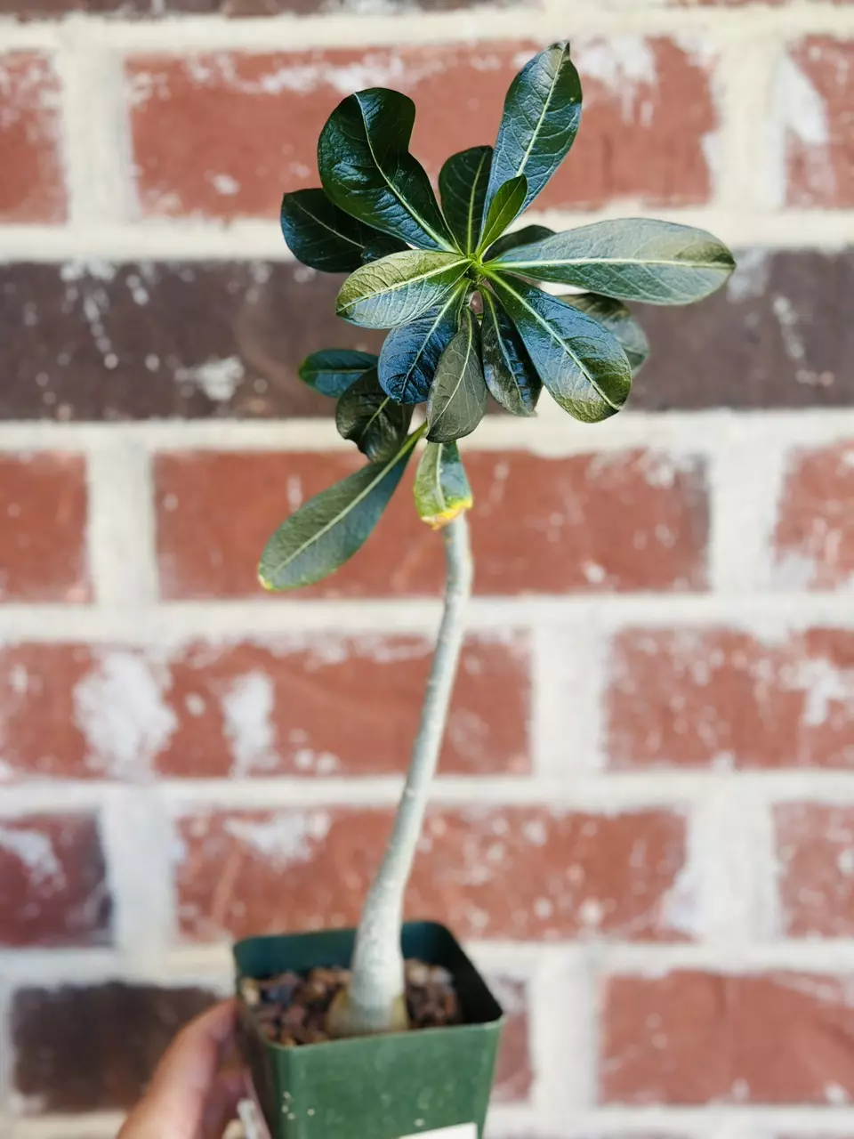 Adenium Obesum Merrylynns White thumbnail