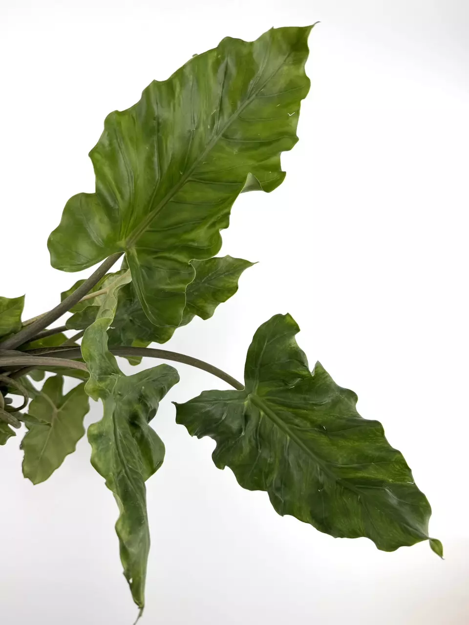 CORM:  Alocasia Boa Mutation thumbnail