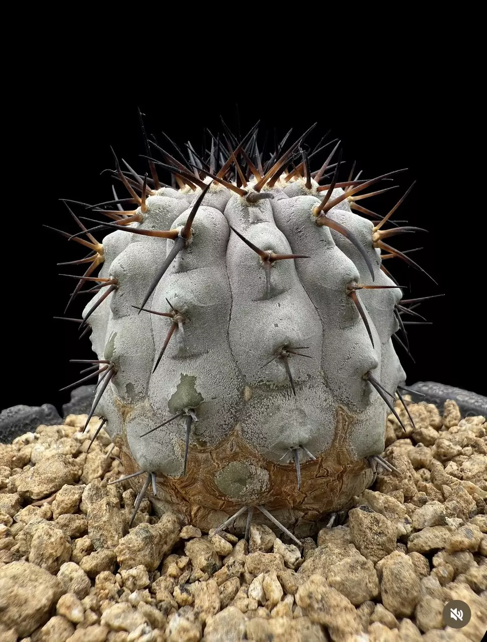 4555 - Copiapoa cinerea - Las Breas from seed thumbnail