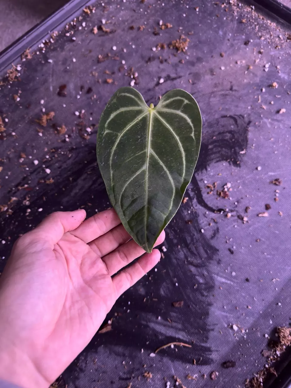 Anthurium regale • BLIND PRESALE • 6-8 Inch Leaf thumbnail