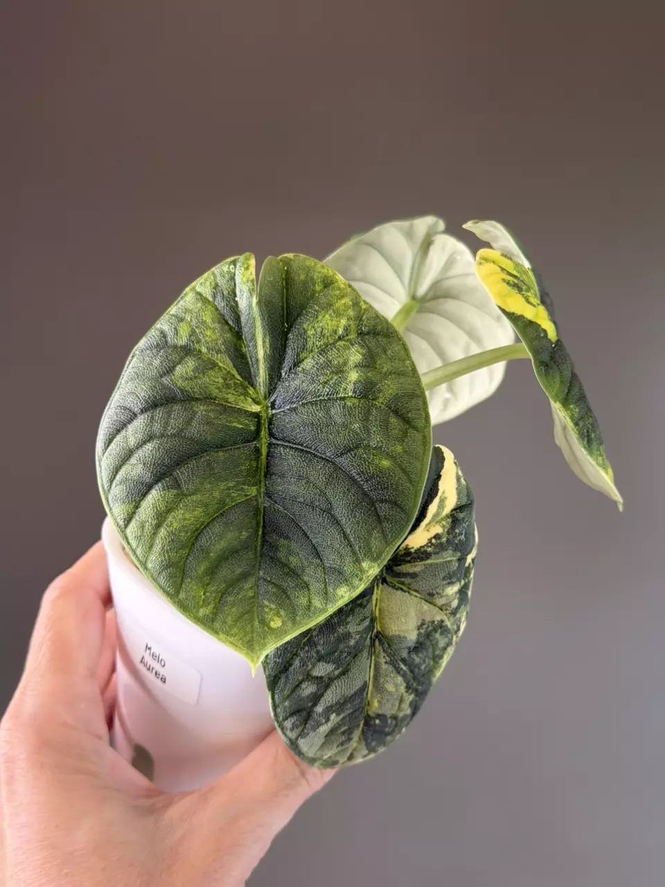 878 Alocasia Melo Aurea thumbnail