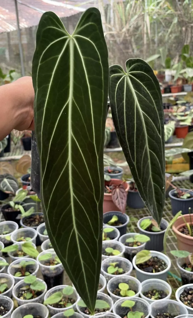 Anthurium Warocqueanum thumbnail