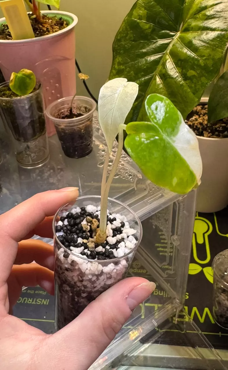 Alocasia Okinawa ‘Silver’ Pup thumbnail