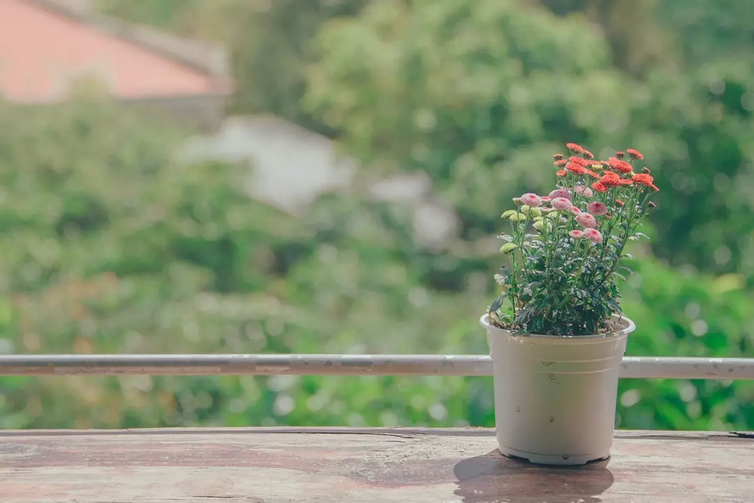 free shipping one for test thumbnail