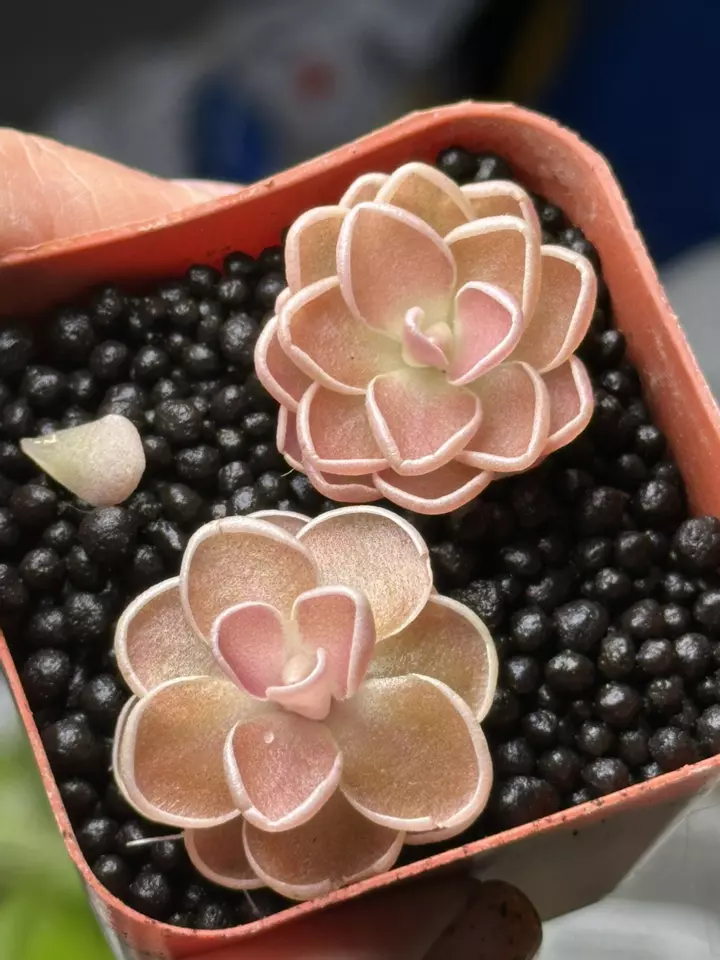 New Pings!! Rescheduled*