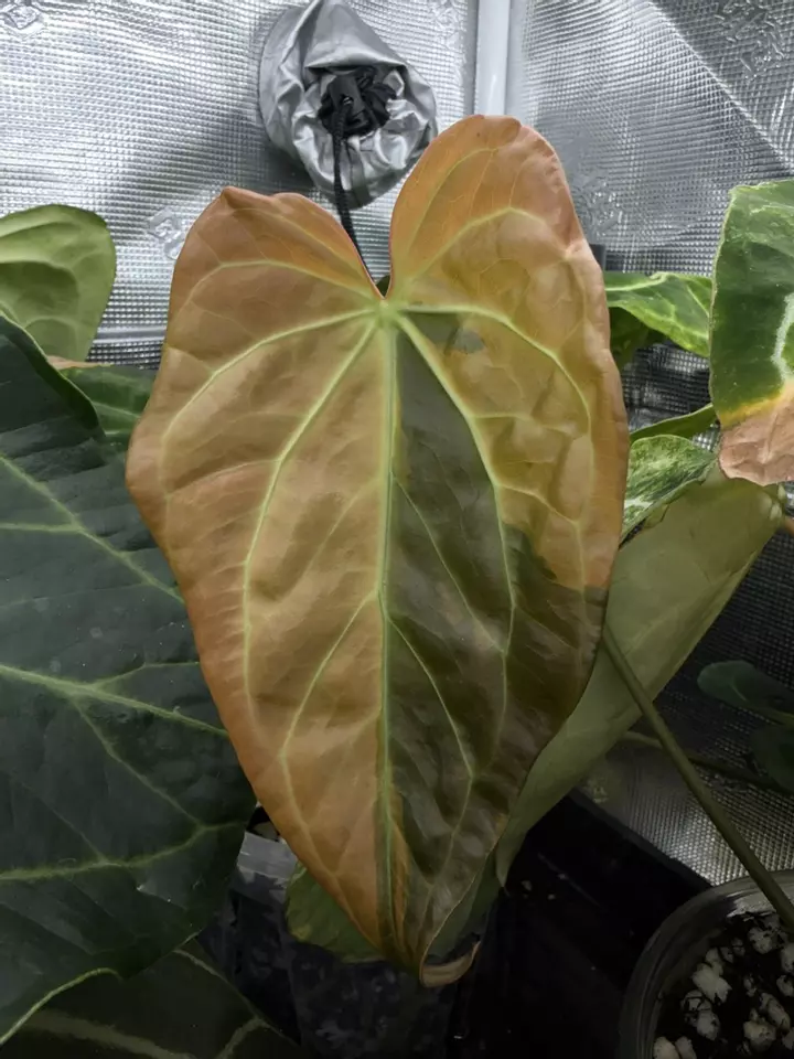 Plant Math is mathing