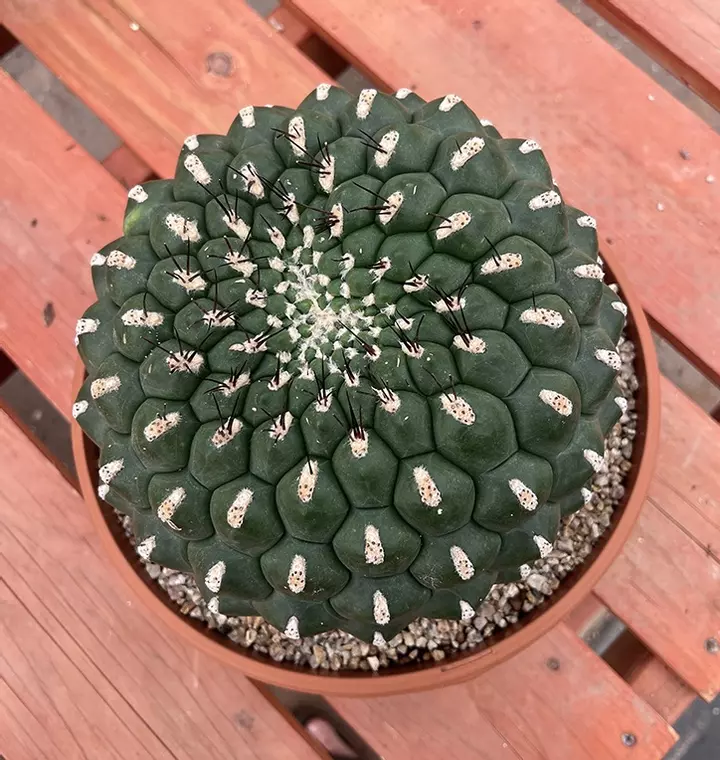 Cactus, Succulents & Pottery Sale!