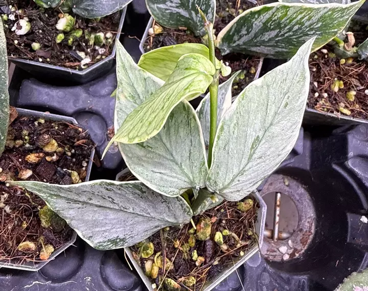 Your # 1 hoya source