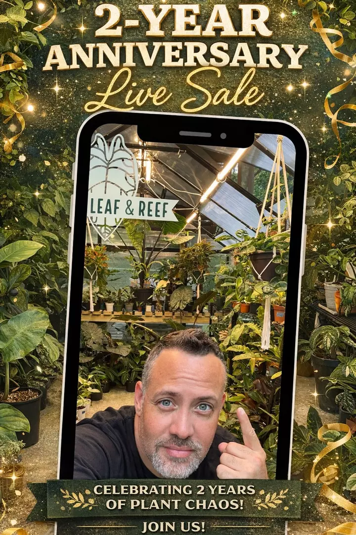 2 Year Anniversary Celebration! Everything starts at $1!!