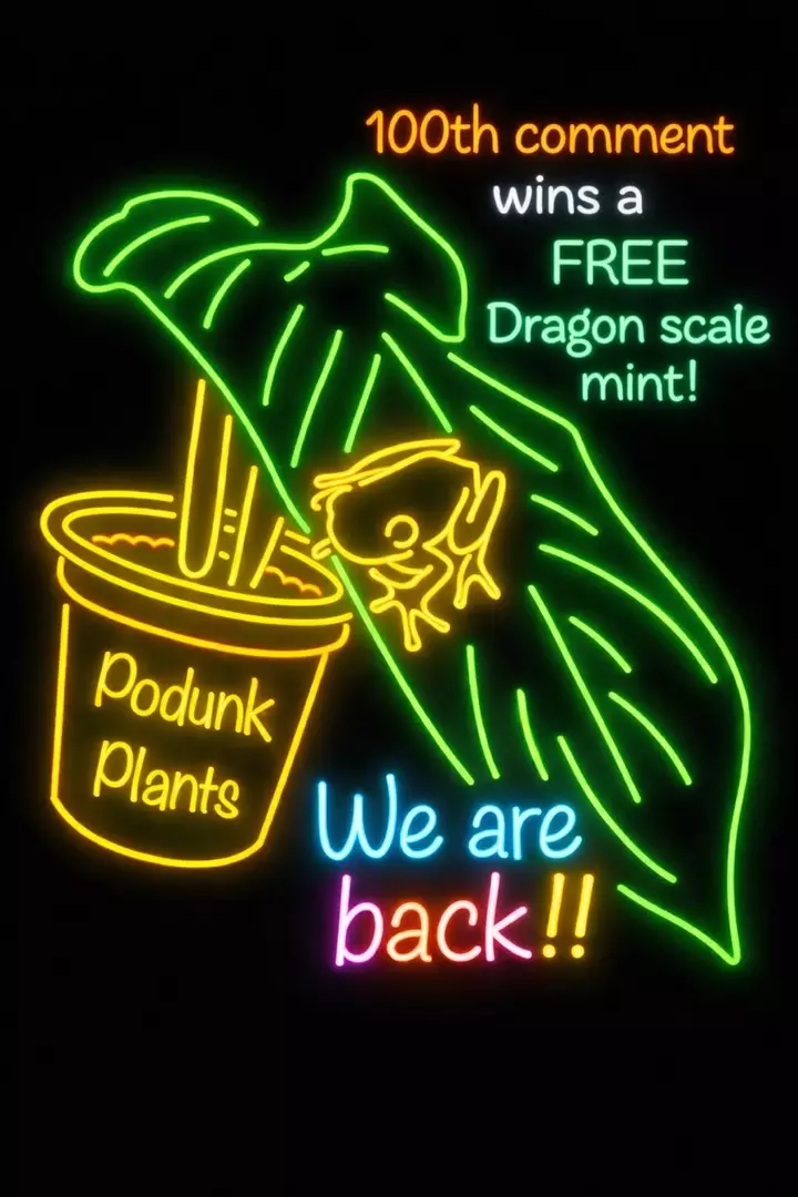 🐸ESTABLISHED PLANT AUCTIONS 💎& MYSTERY 🌱 GIVEAWAYS! 🐸