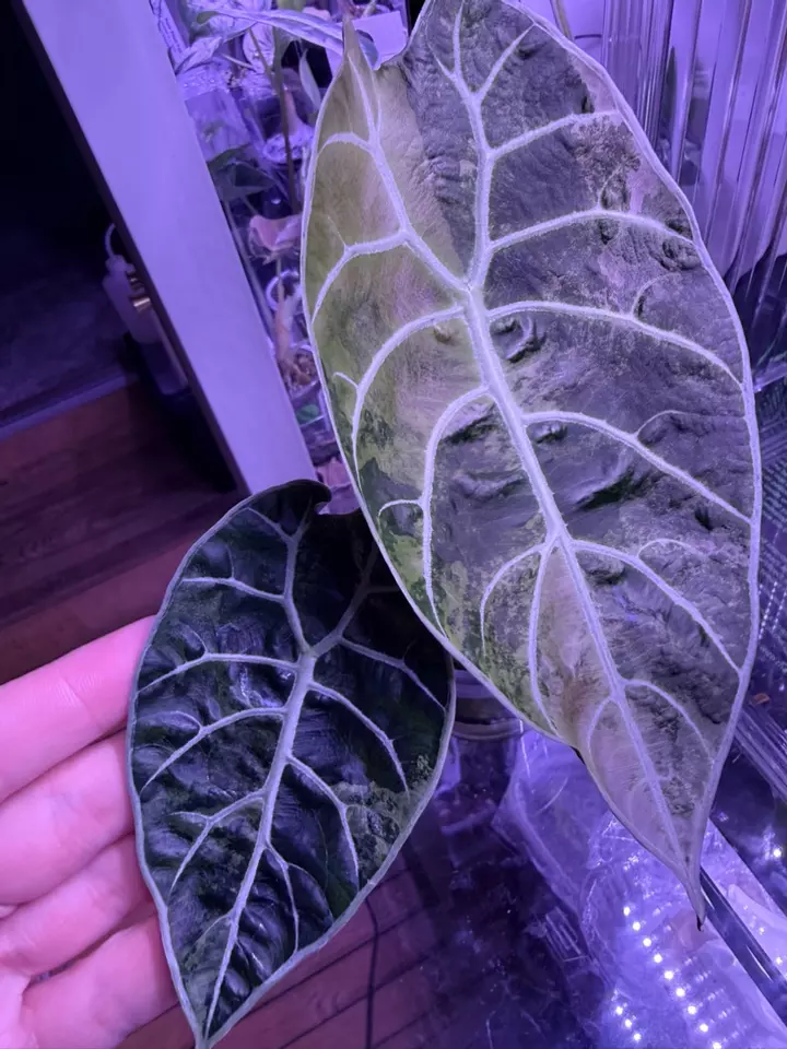 Super Sale Sunday!!!