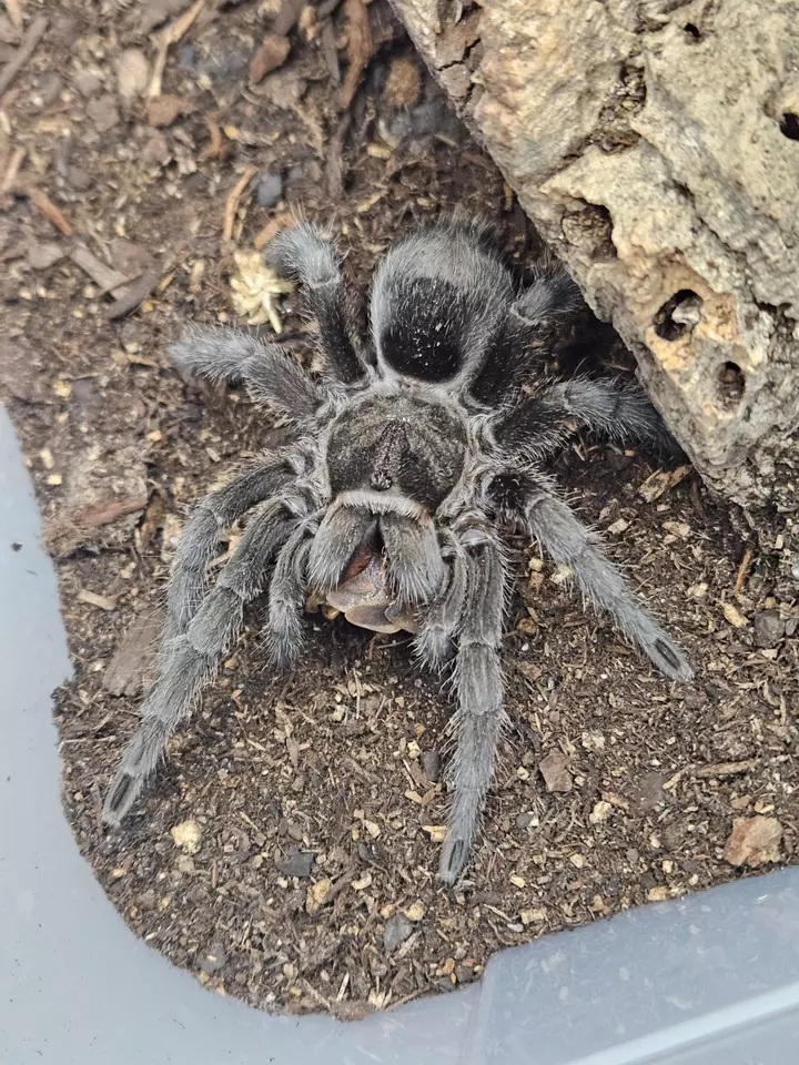 Tarantula extravaganza 🕷🕷🕷 Fill your box!