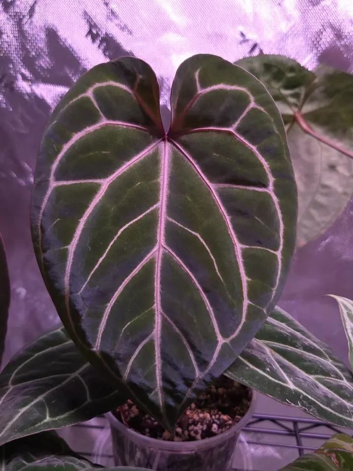 WINTER ANTHURIUM SEEDLING PURGE