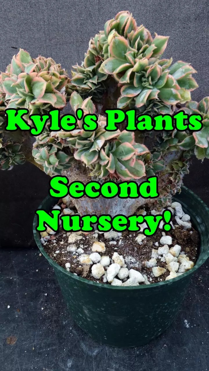 Live from Kyle's Second Nursery!