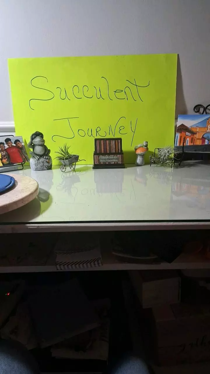 Succulent Journey  POTS and More  POTS !